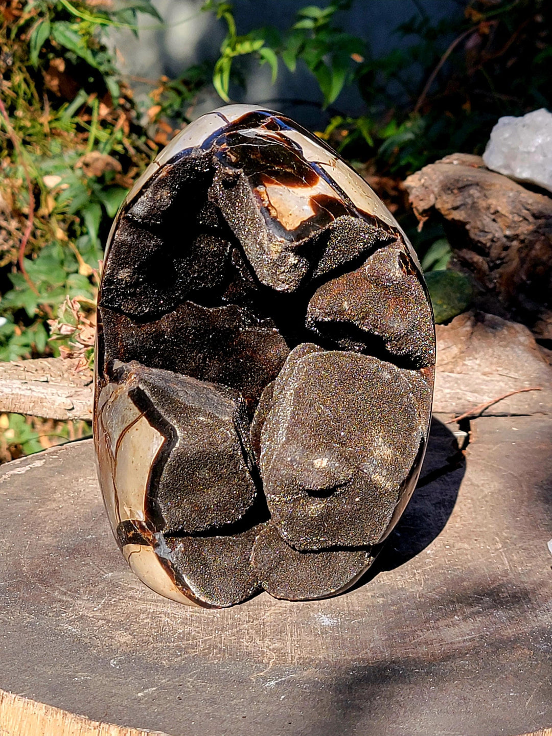 Septarian Freeform, AKA the Dragon Stone, Tranquil Vibe - SOUTHBAYSALTS 