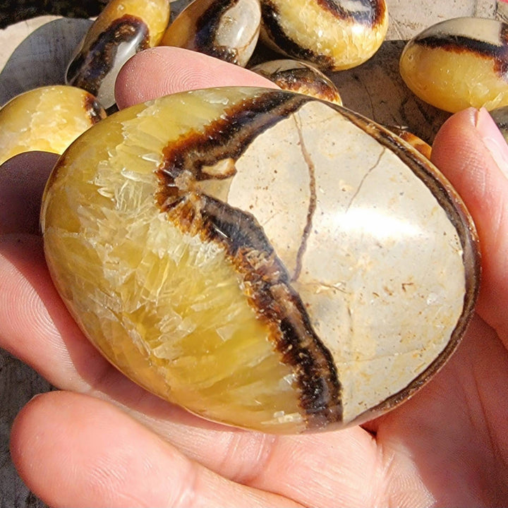 Polished Septarian Palmstones, Dragon Stone Palmstones, Polished Septarian great for Communication - SOUTHBAYSALTS 