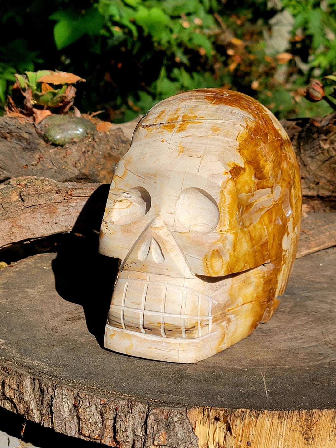 Petrified Wood Skull Carving, Stone Cold Courage: Grounded Strength in Petrified Wood - SOUTHBAYSALTS 