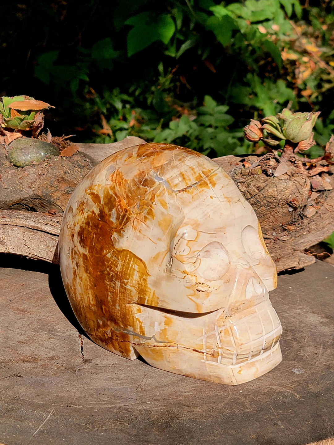 Petrified Wood Skull Carving, Stone Cold Courage: Grounded Strength in Petrified Wood - SOUTHBAYSALTS 