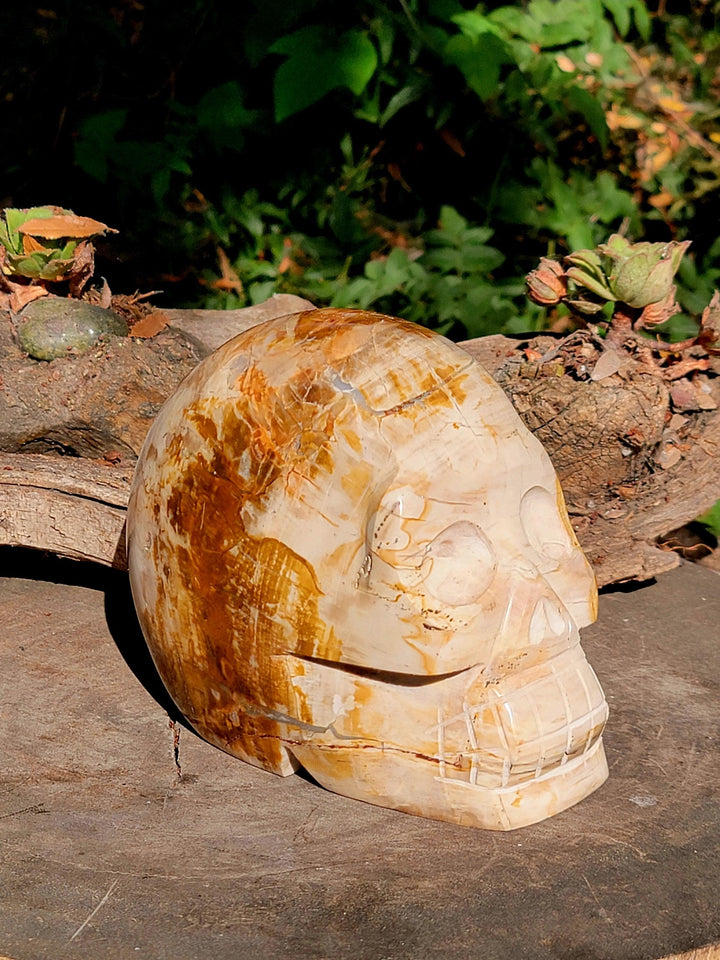 Petrified Wood Skull Carving, Stone Cold Courage: Grounded Strength in Petrified Wood - SOUTHBAYSALTS 