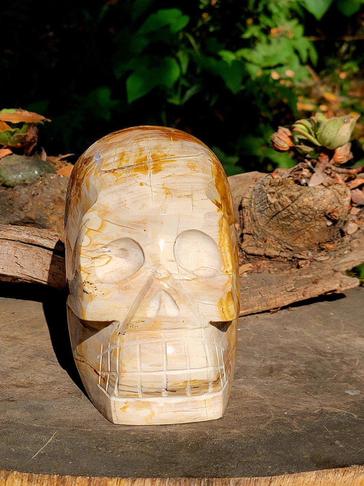 Petrified Wood Skull Carving, Stone Cold Courage: Grounded Strength in Petrified Wood - SOUTHBAYSALTS 