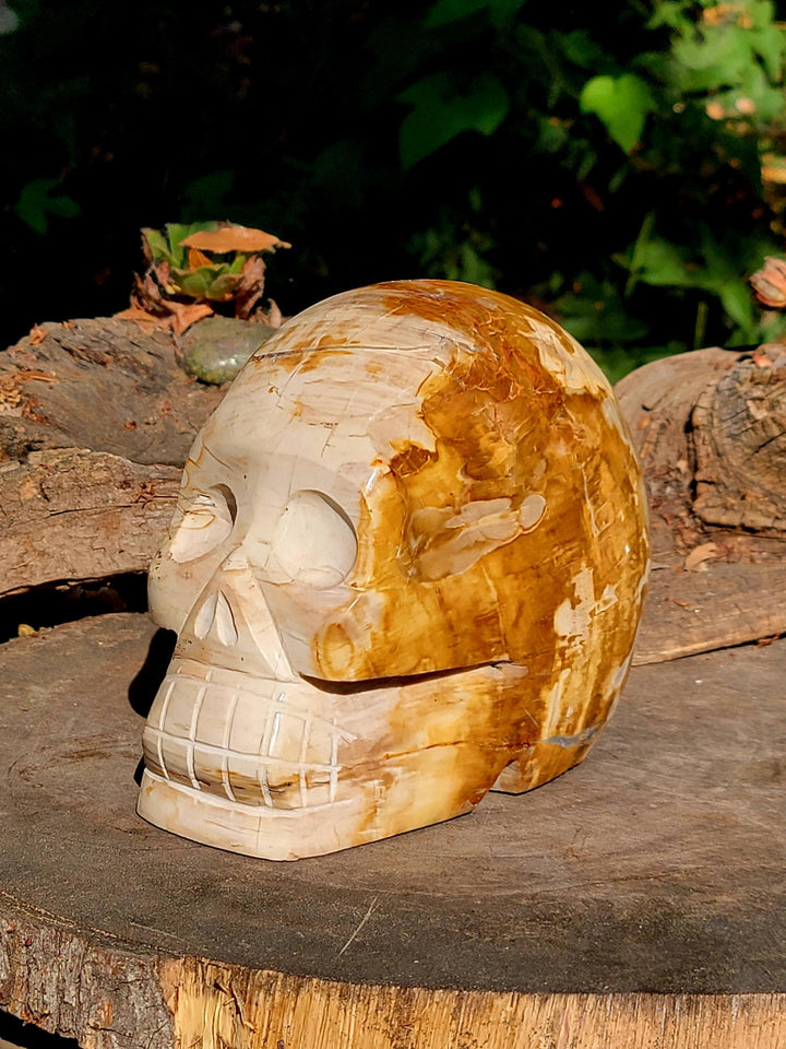 Petrified Wood Skull Carving, Stone Cold Courage: Grounded Strength in Petrified Wood - SOUTHBAYSALTS 