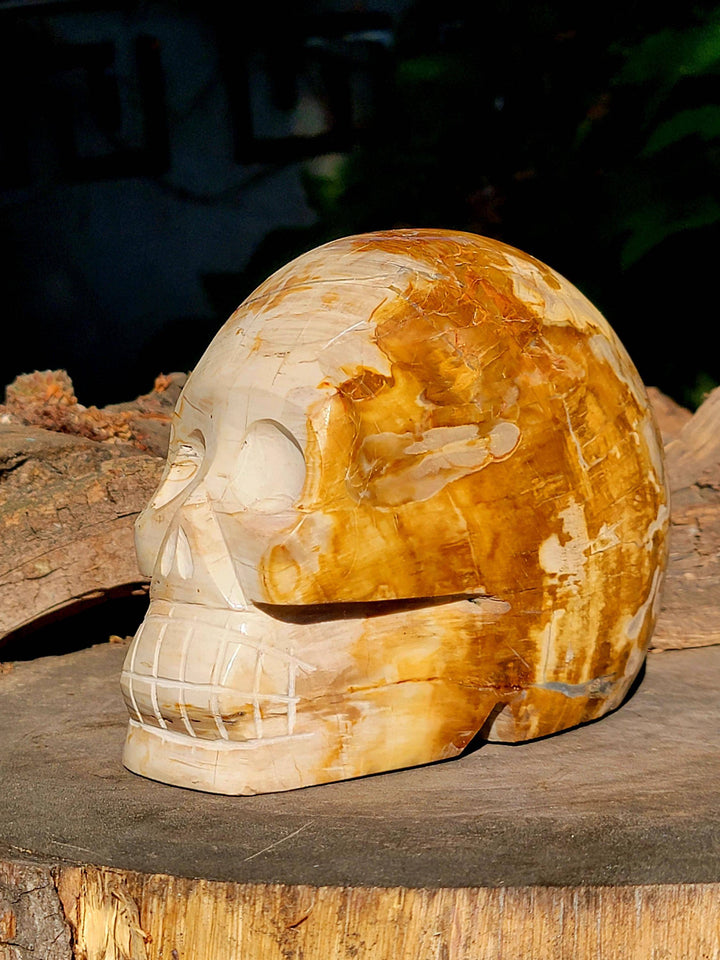 Petrified Wood Skull Carving, Stone Cold Courage: Grounded Strength in Petrified Wood - SOUTHBAYSALTS 