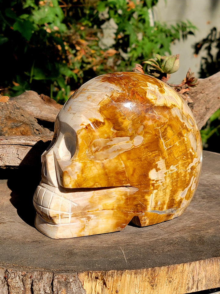 Petrified Wood Skull Carving, Stone Cold Courage: Grounded Strength in Petrified Wood - SOUTHBAYSALTS 