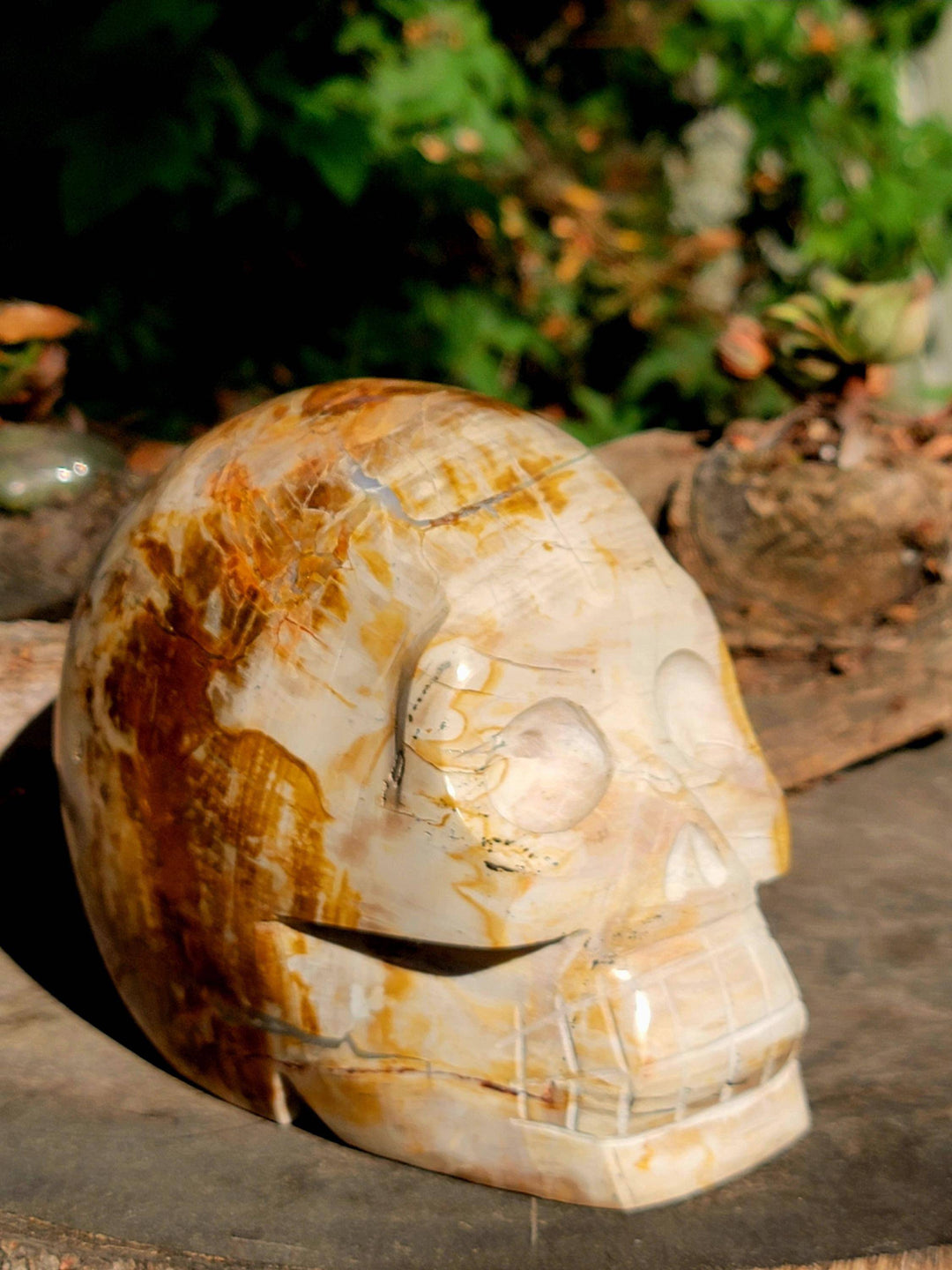 Petrified Wood Skull Carving, Stone Cold Courage: Grounded Strength in Petrified Wood - SOUTHBAYSALTS 