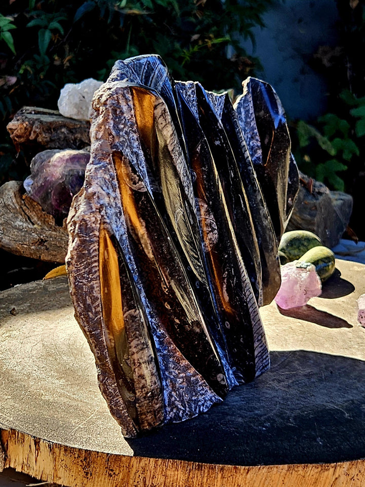 Orthoceras Statue,  Fossils of the Sea, The inspiring Fossil - SOUTHBAYSALTS 