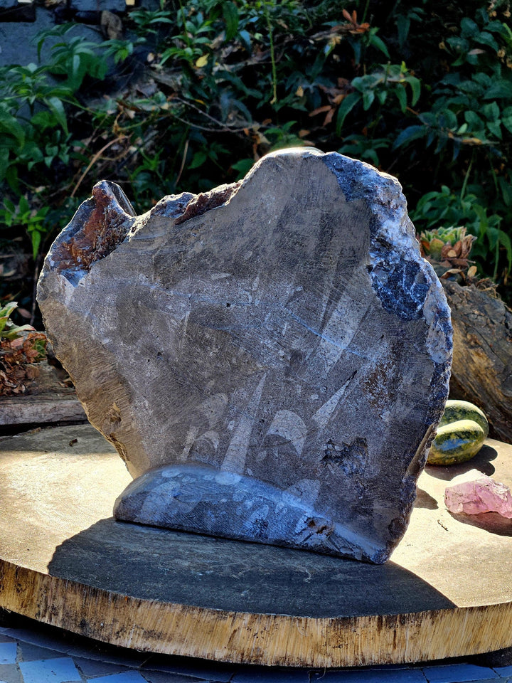 Orthoceras Statue,  Fossils of the Sea, The inspiring Fossil - SOUTHBAYSALTS 